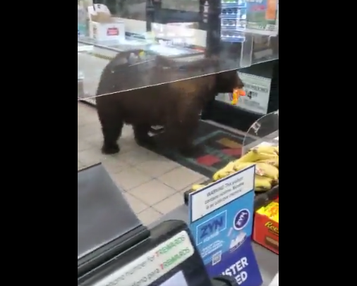 Bear stole candies at 7-Eleven caught on video. – Oddity Reports